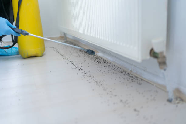 Best Rat Extermination Near Me  in Ninety Six, SC